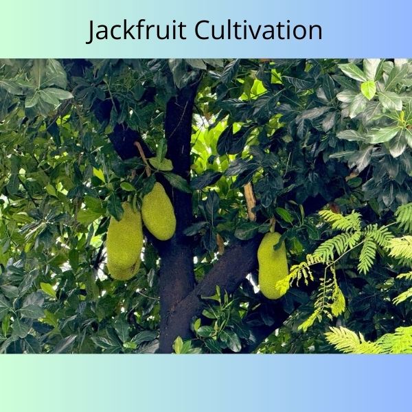 Jackfruit Cultivation