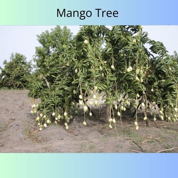 Mango Tree