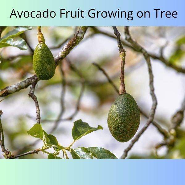 Avocado Growing