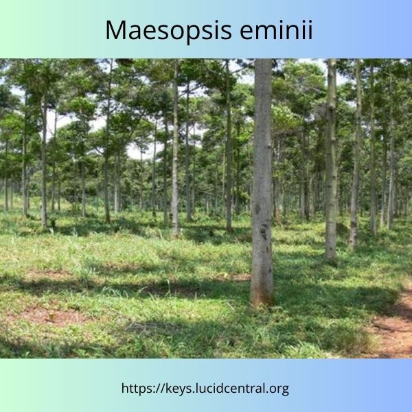 Maesopsis eminii