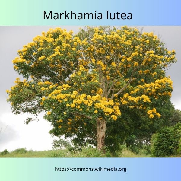 Markhamia lutea