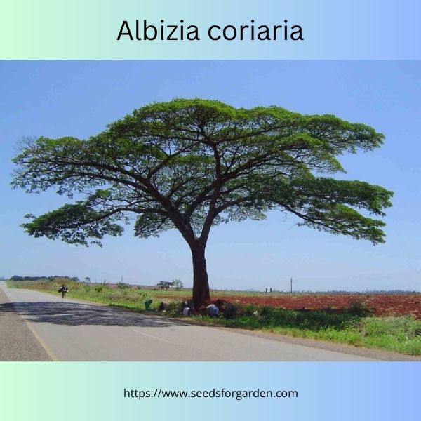 Albizia coriaria